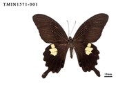 藏品(白紋鳳蝶)的圖片